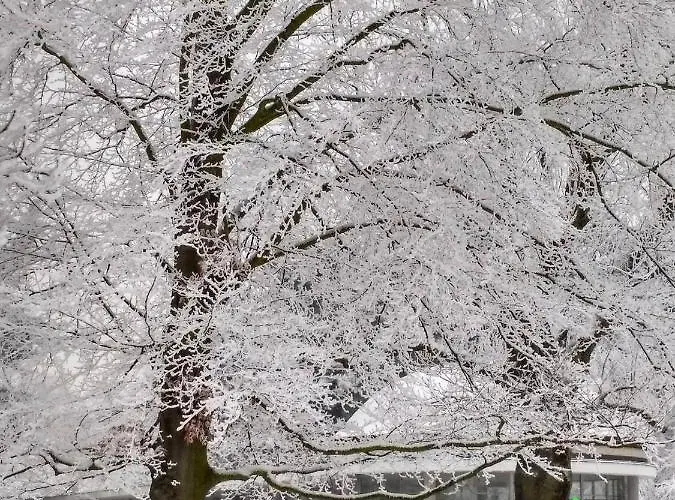 波德布拉迪寄宿酒店 民宿 波杰布拉迪